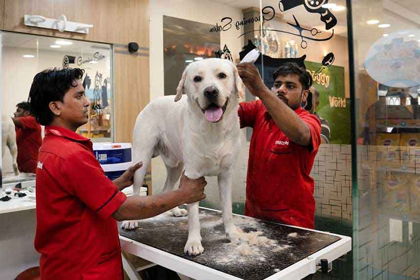 Dog Clinic in Delhi