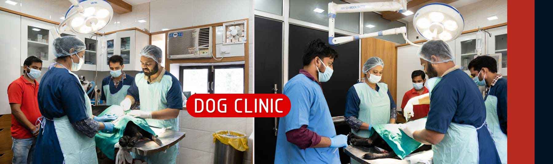 Dog Clinic