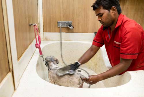 Pet Clinic in Rohini